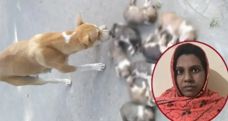 আট কুকুরছানা হত্যা মামালায় সরকারি কর্মকর্তার স্ত্রী গ্রেপ্তার