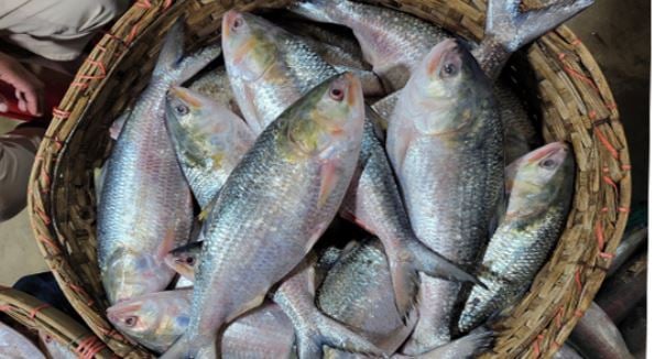 ইলিশ চাষে সরকারের কোনো অনুমতি নেই: মৎস্য ও প্রাণিসম্পদ মন্ত্রণালয়