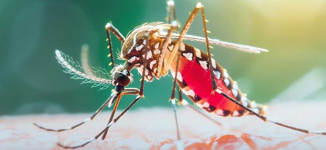 ডেঙ্গুতে আরও ৩ জনের মৃত্যু, হাসপাতালে ভর্তি ১,৪৬৩