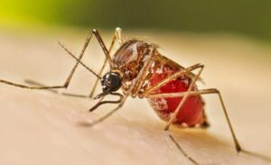 ডেঙ্গুতে আরও ৮ জনের মৃত্যু, হাসপাতালে ভর্তি ২ হাজার ৩৬ জন