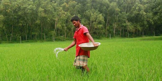 সার ব্যবস্থাপনায় নতুন উদ্যোগ, ৬৪ জেলায় শতভাগ বরাদ্দ পাবে কৃষকরা