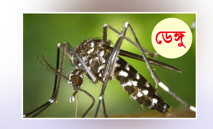 ২৪ ঘণ্টায় ডেঙ্গুতে ৬ জনের মৃত্যু, হাসপাতালে ভর্তি ১ হাজার ৬৫৫